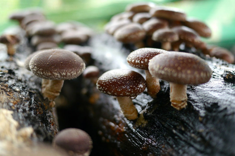 Целебные грибы Шиитаке – ключ к лечению HPV